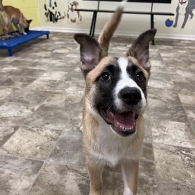 Miss Jackson is an happy mutt mix female pup available for adoption!