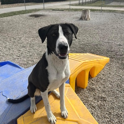 Paco is a mixed breed male available for adoption.